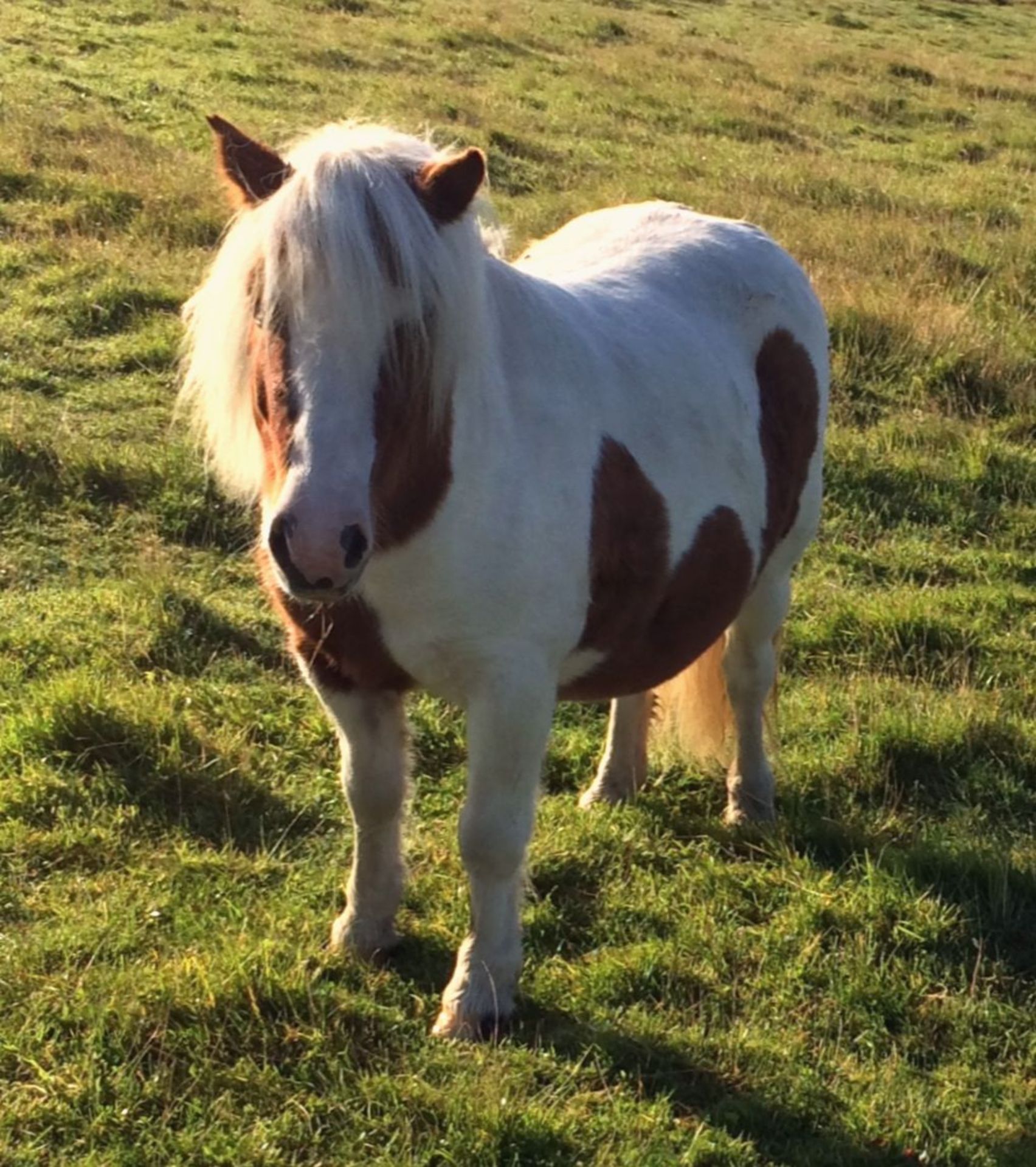 Skewbald - 37.5" - Gelding, - DOB: 4th June 2014 - Image 6 of 8