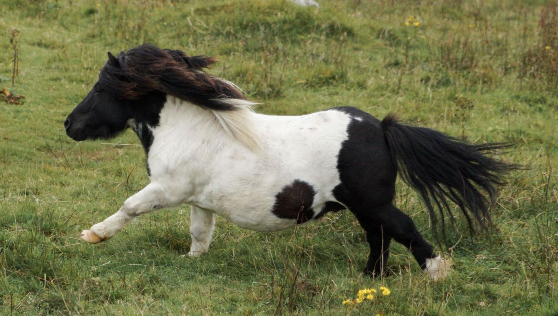 Piebald - 31" - Licensed Stallion, - DOB: 6th May 2011 - Image 8 of 8