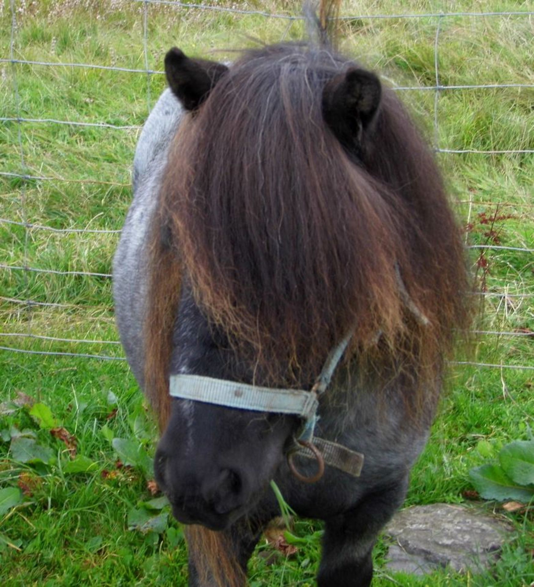 Blue Roan Skewbald - 32.5" - Licensed Stallion, - DOB: 13th May 2015 - Image 4 of 4