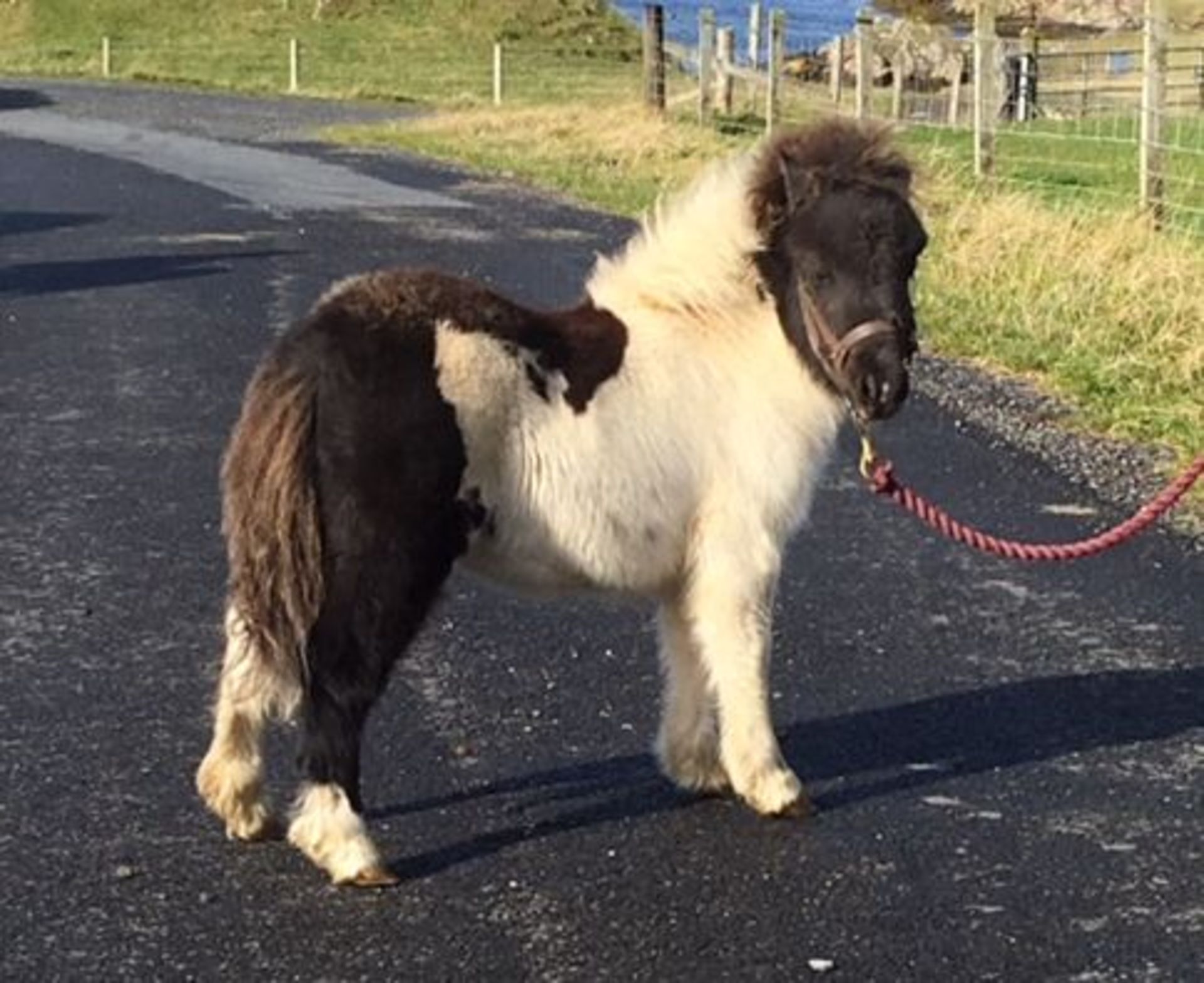 Piebald - Miniature - Filly Foal, - DOB: 10th May 2018 - Image 2 of 2