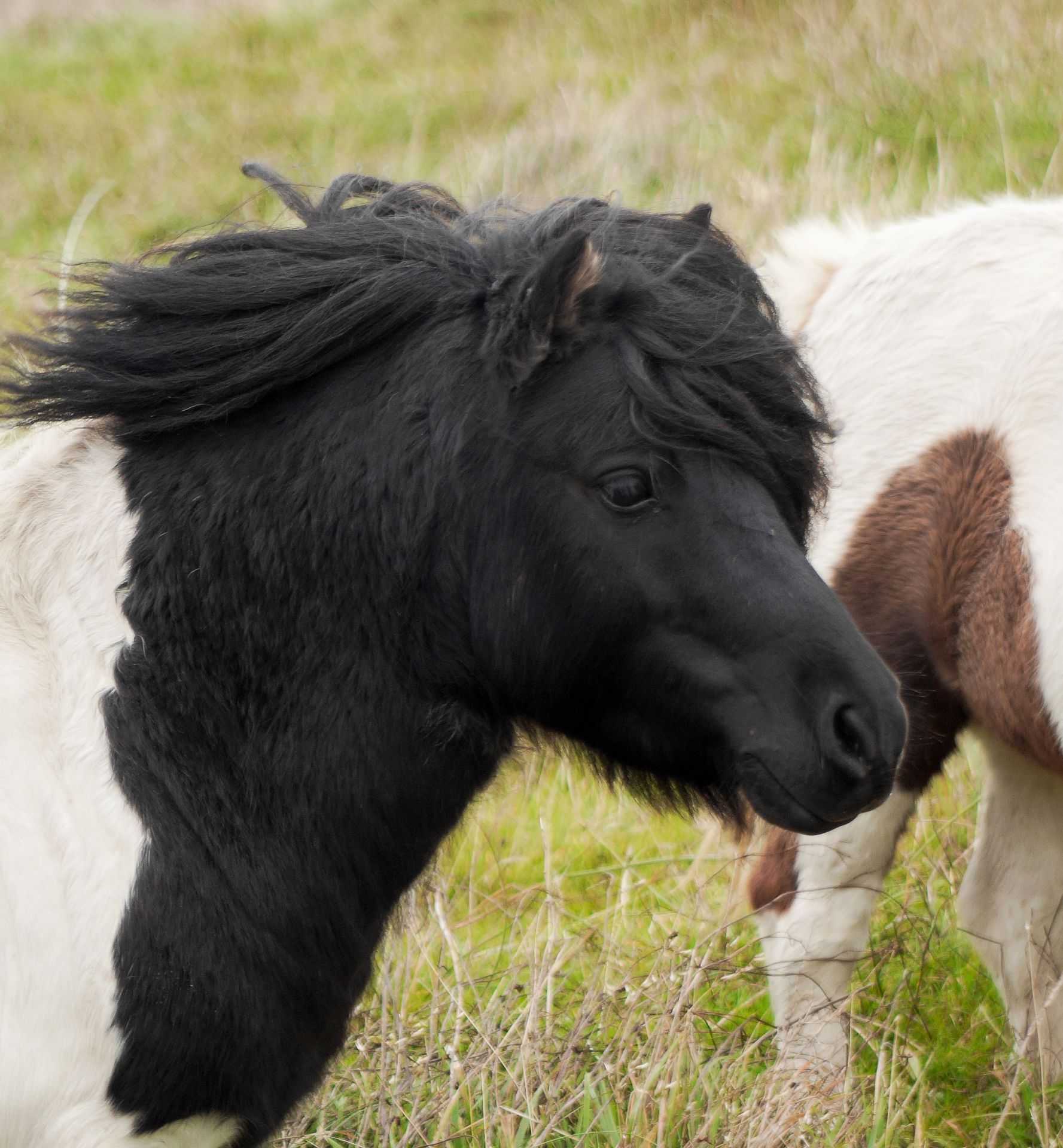 Piebald - 31" - Licensed Stallion, - DOB: 6th May 2011 - Image 7 of 8