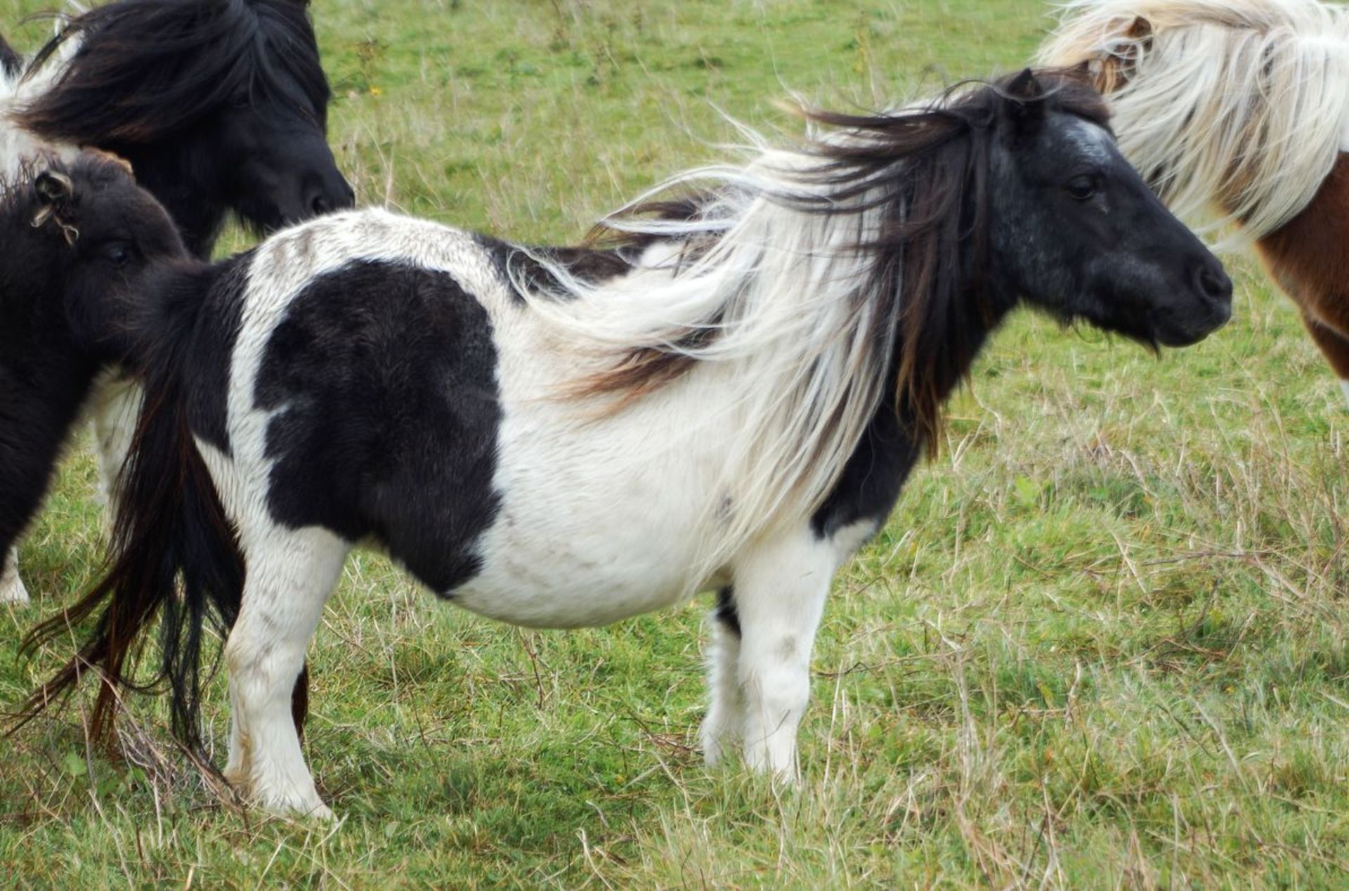 Piebald - Miniature - Mare, - DOB: 29th April 2006 - Image 2 of 5