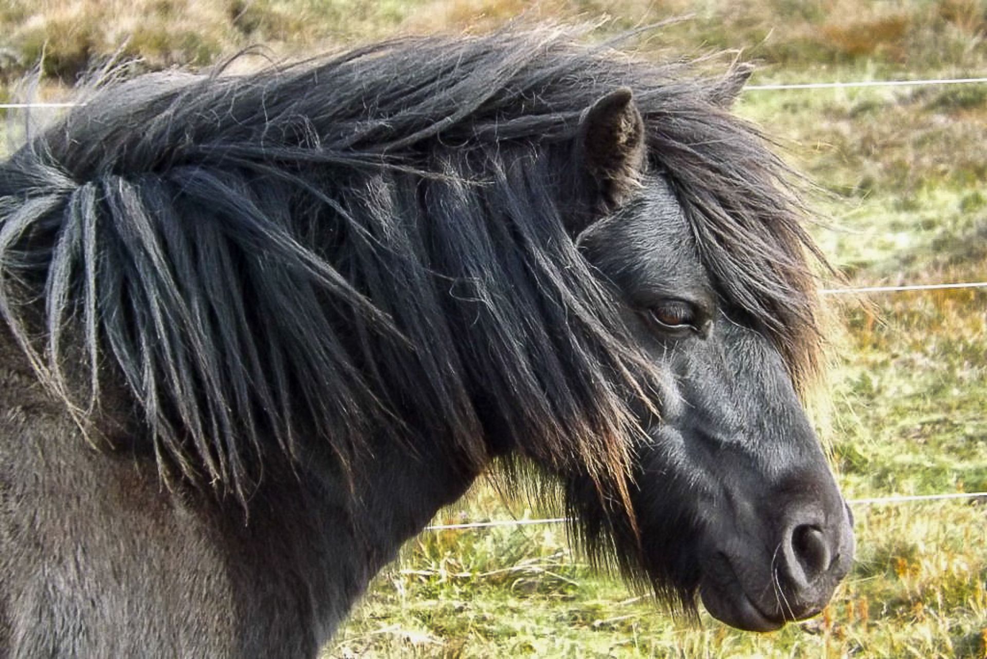 Black - Standard - Mare, - DOB: 28th April 2011 - Image 3 of 3