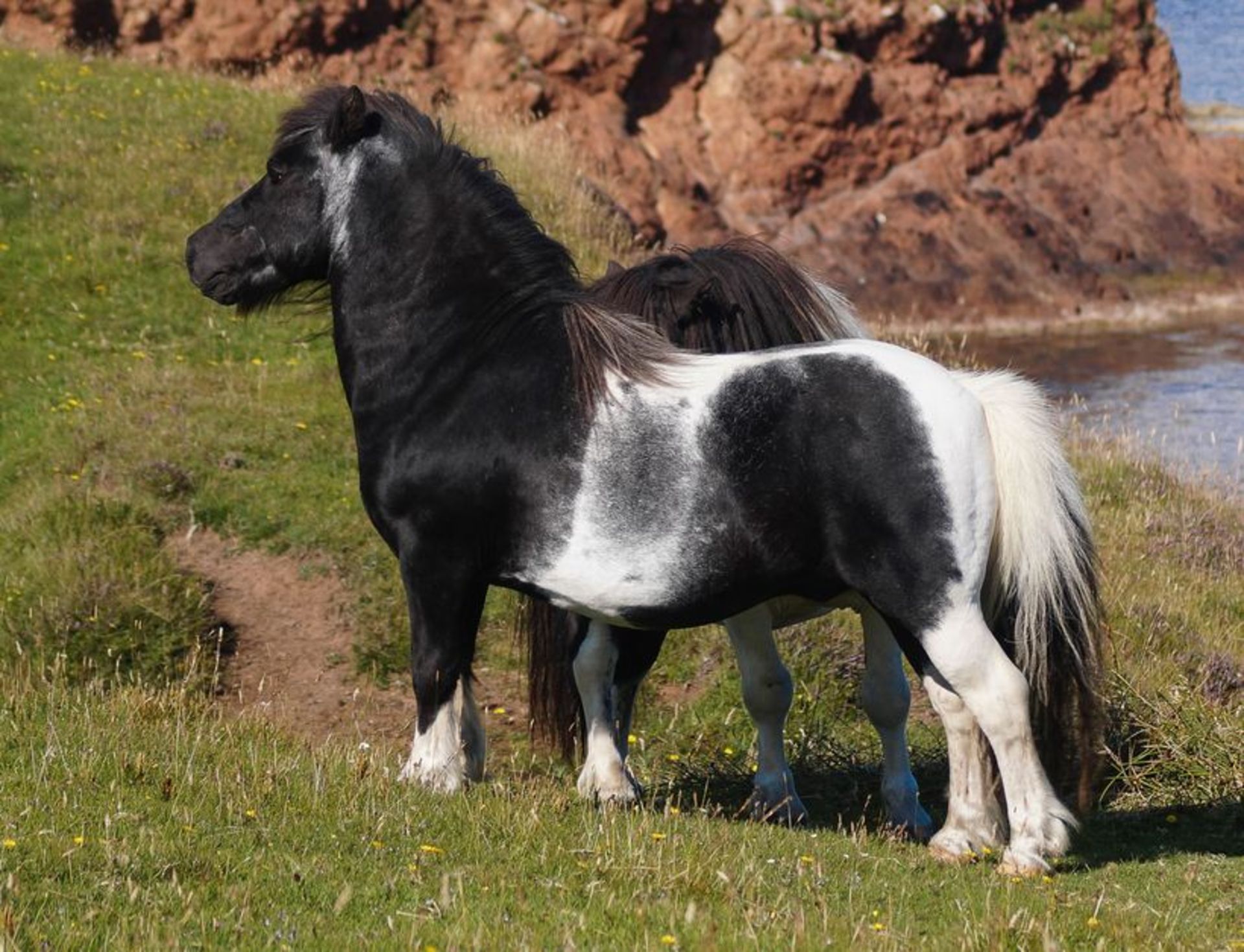 Skewbald - 37.5" - Gelding, - DOB: 4th June 2014 - Image 8 of 8