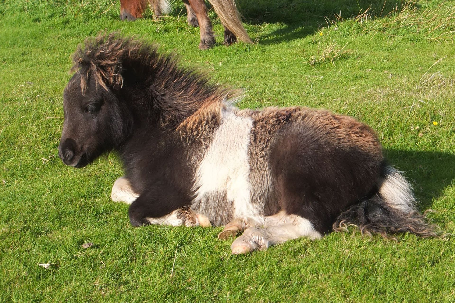 Piebald - Miniature - Colt Foal, - DOB: 9th May 2018 - Image 3 of 3