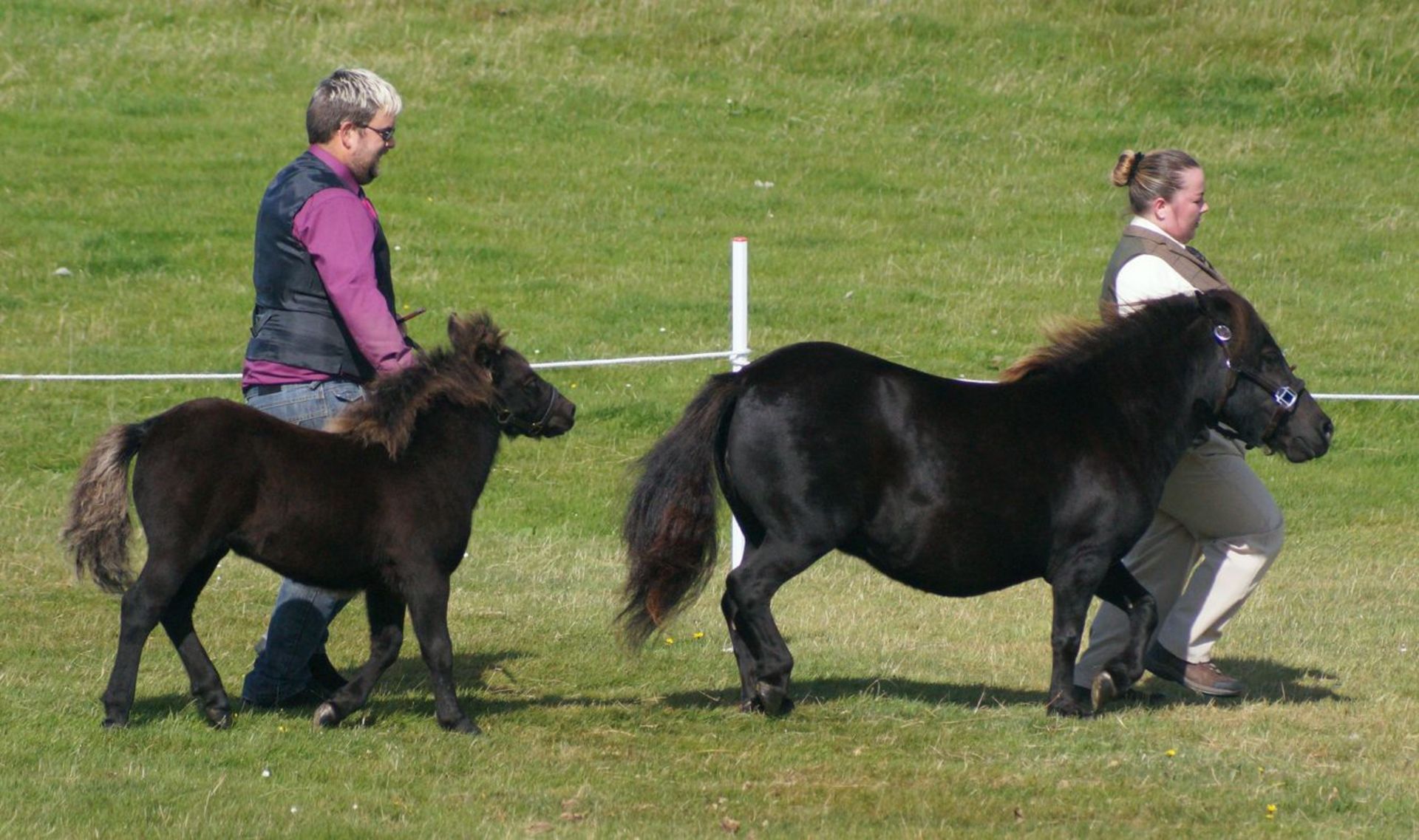 Black - Standard - Colt Foal, - DOB: 8th May 2018 - Image 3 of 4