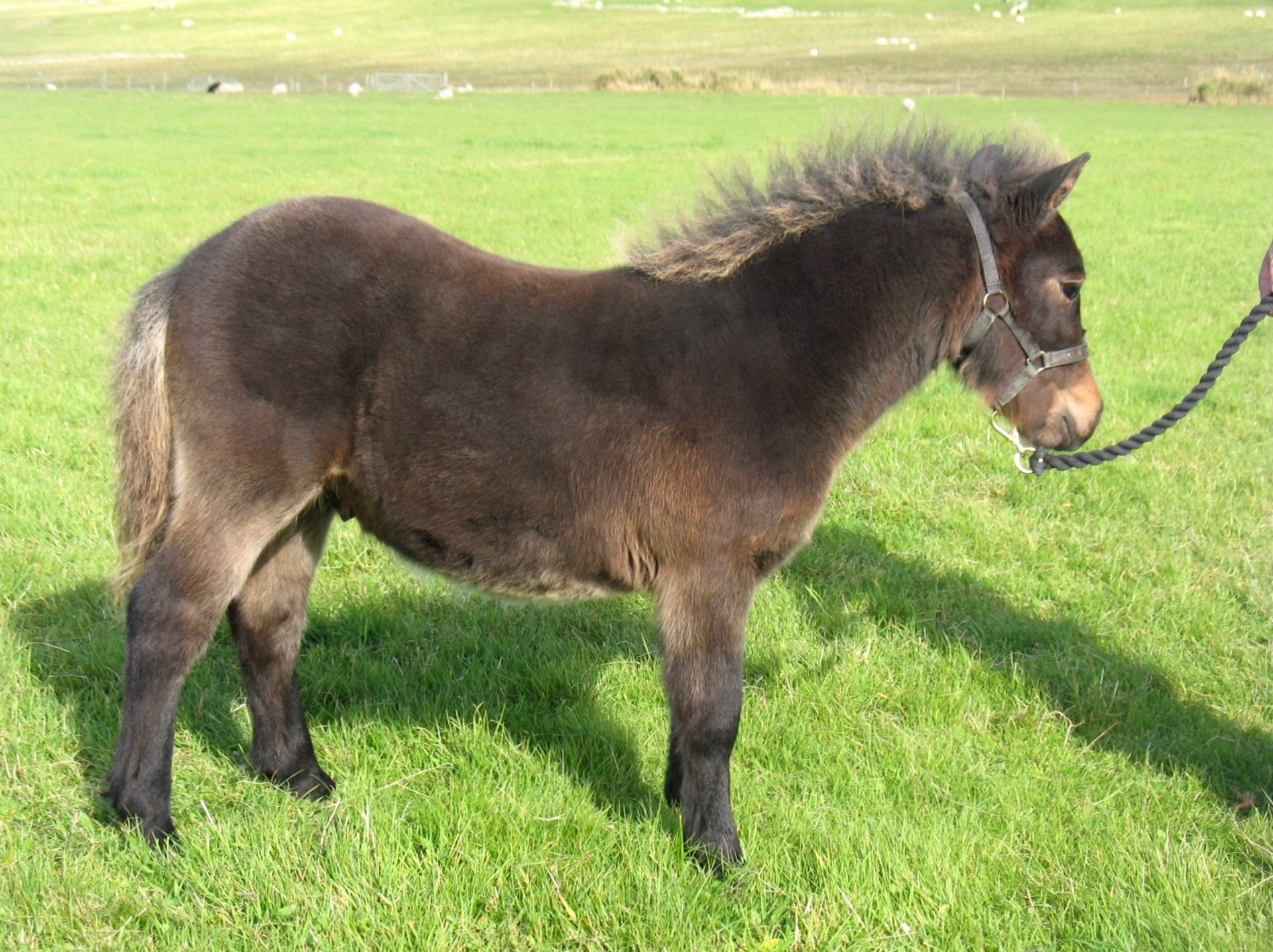 Dark Bay - Standard - Colt Foal, - DOB: 11th May 2018 - Image 4 of 4