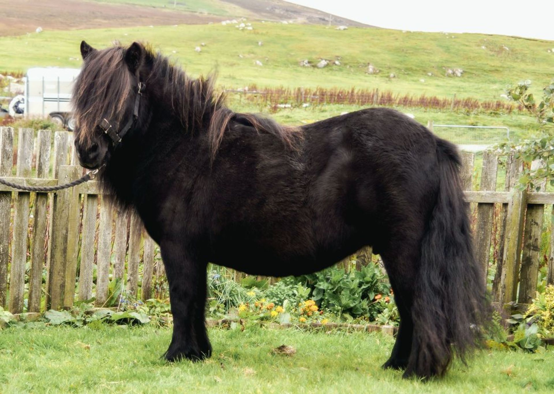 Black - 39" - Mare, - DOB: 2nd May 2006 - Image 2 of 4
