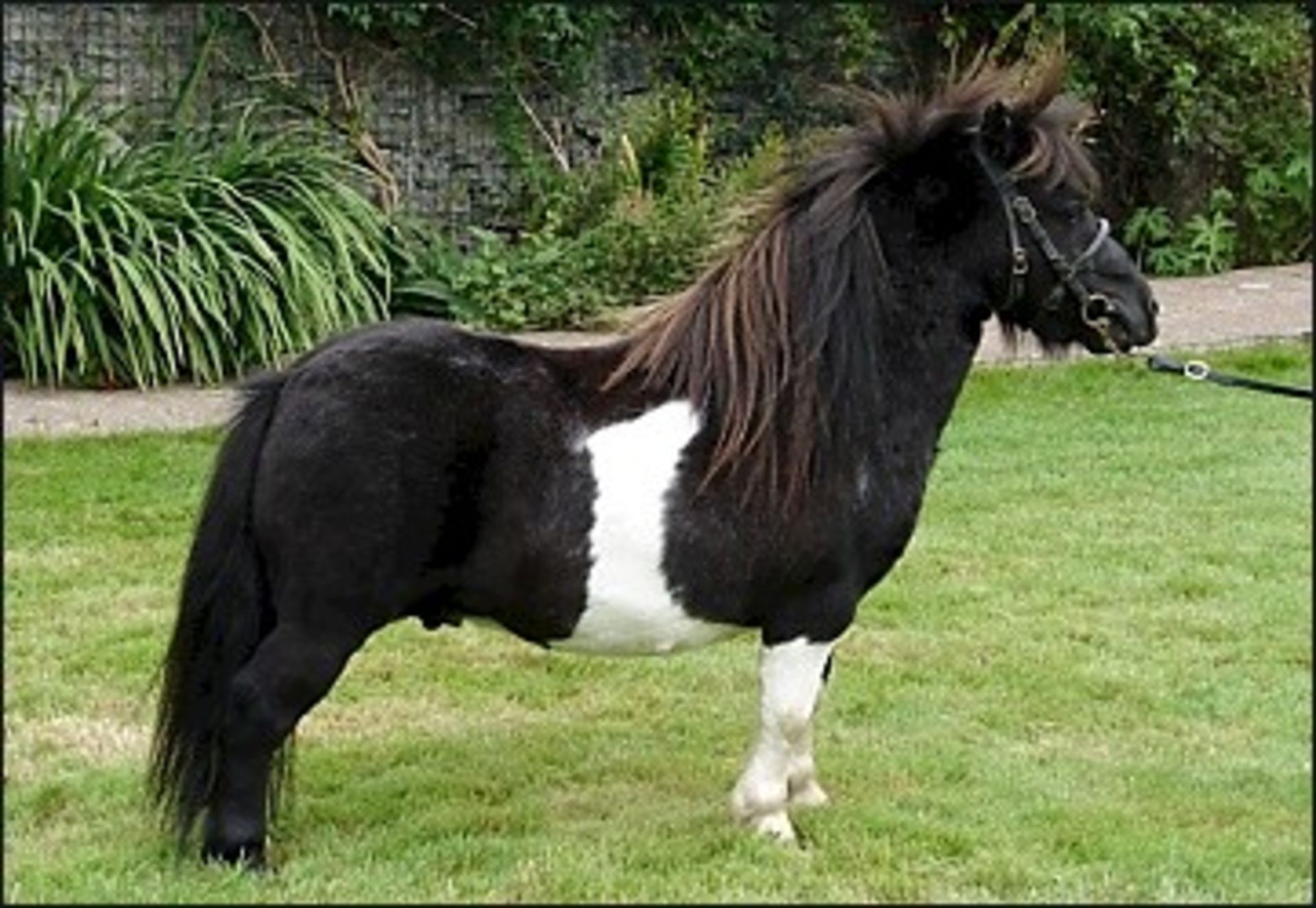 Piebald - 30.25" - Licensed Stallion, - DOB: 8th May 2002