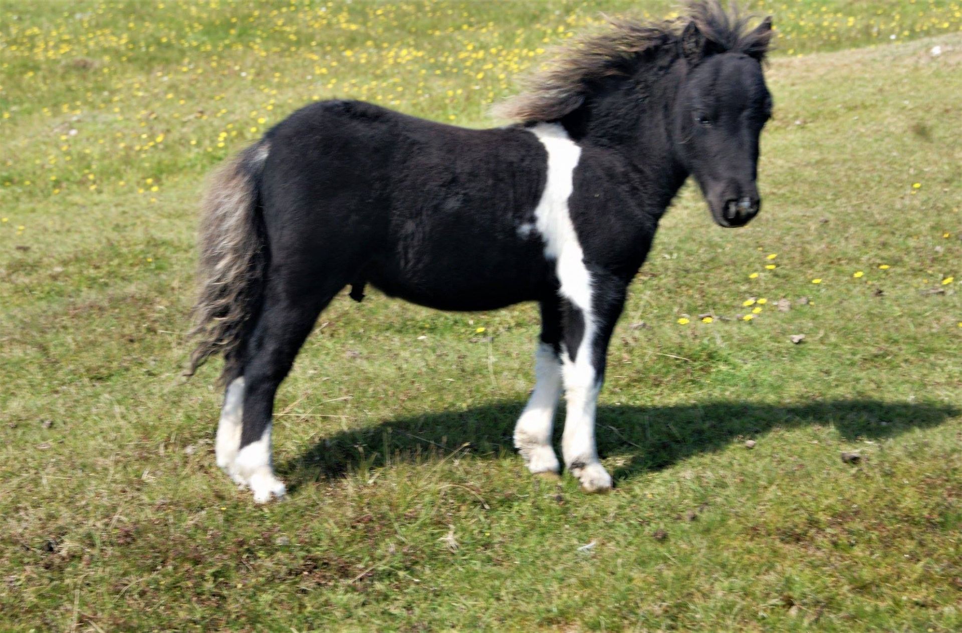 Piebald - Miniature - Colt Foal, - DOB: 15th May 2018 - Image 4 of 5