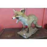 A taxidermy mounted fox on stand