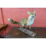 A taxidermy mounted fox on stand