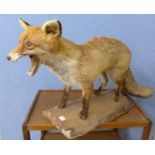 A taxidermy mounted fox on stand