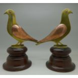 A pair of pigeons in brass and copper on turned mahogany bases,