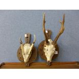 Two small pairs of mounted antlers