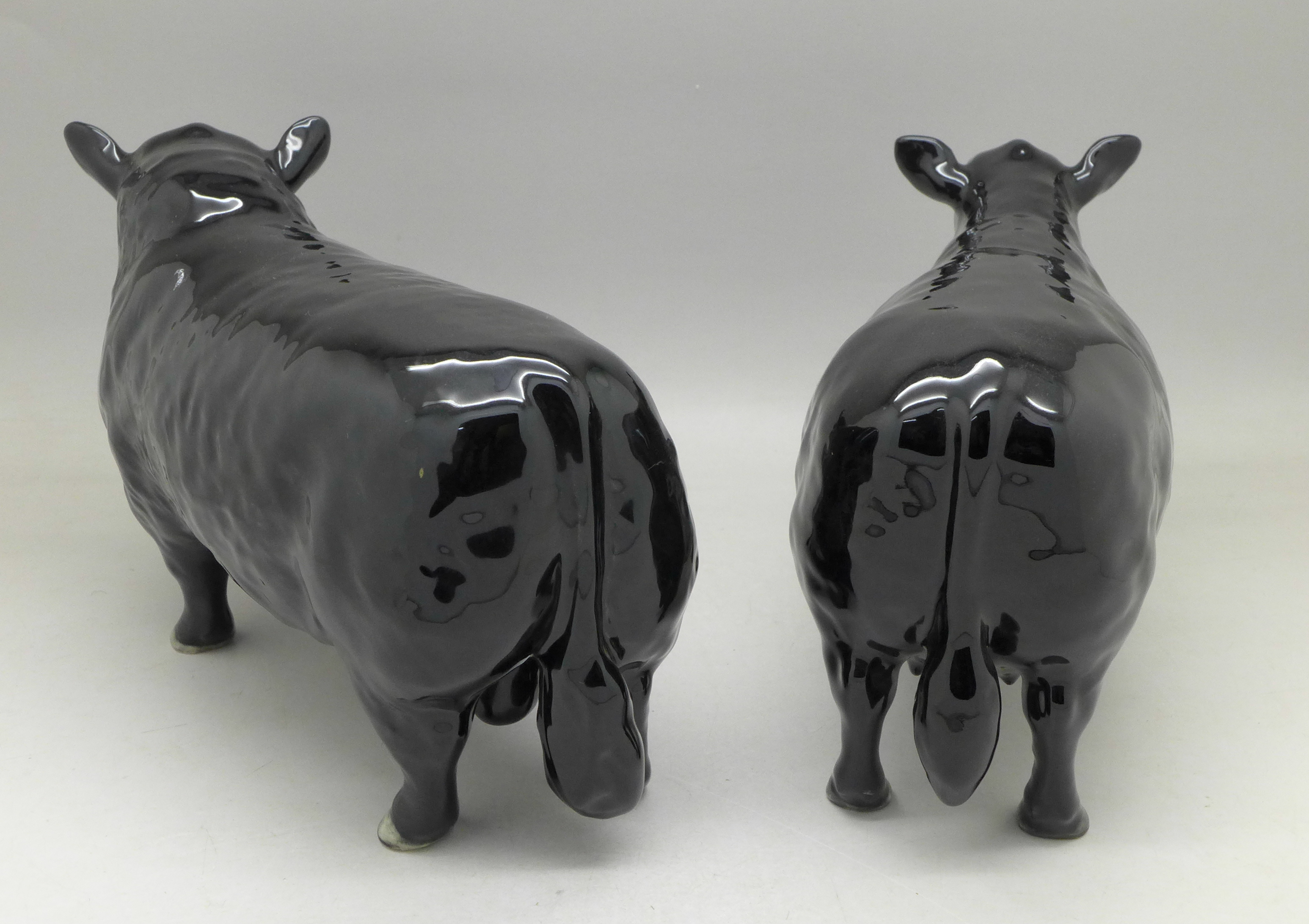 A Beswick Aberdeen Angus bull and cow - Image 2 of 3