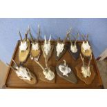 Ten pairs of mounted roebuck antlers