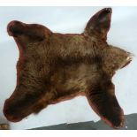 TAXIDERMY - Brown Bear skin (Ursus arctos), circa 1900, skin with head mount laid on felt,