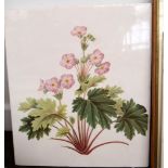 A selection of botanical prints