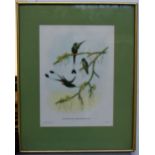 A pair of two framed ornithological prints depicting birds in shrubbery,