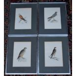 Four coloured engravings of Birds of Prey: Lesser Kestrel, Monatgu's Harrier, Sparrow Hawk,