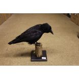 A Taxidermy crow