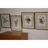 Three botanical prints; together with a watercolour