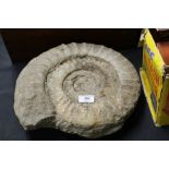 An ammonite fossil