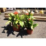 Three Clivia plants