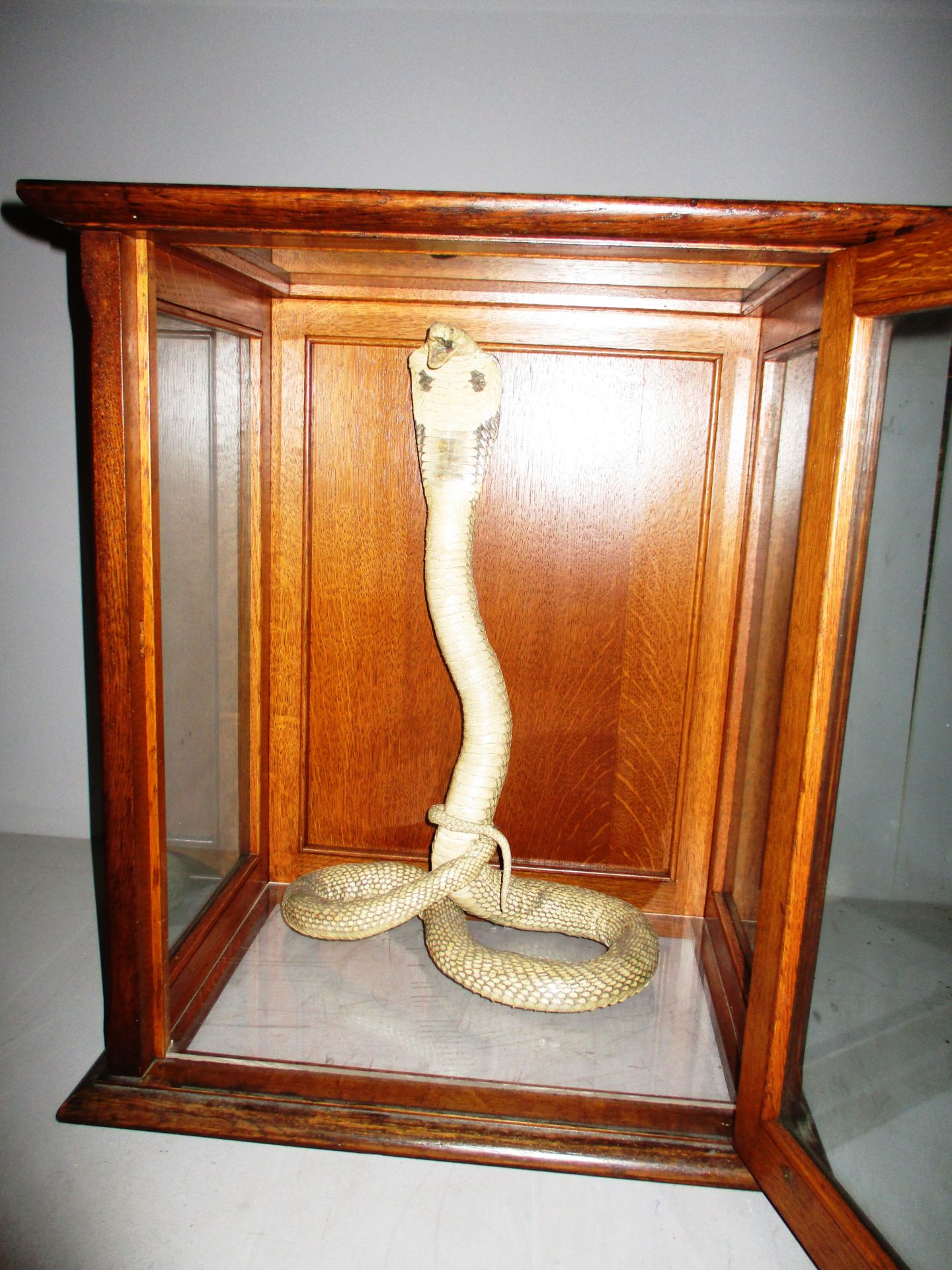 A Taxidermy Cobra in a glazed wooden display case