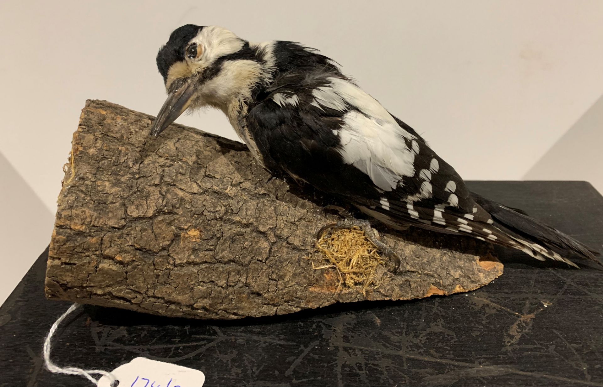 Taxidermy - a cased pair of woodpeckers (distressed) and a woodpecker on tree stump - Image 2 of 2