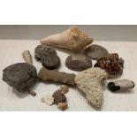 A collection of fossils and a shell