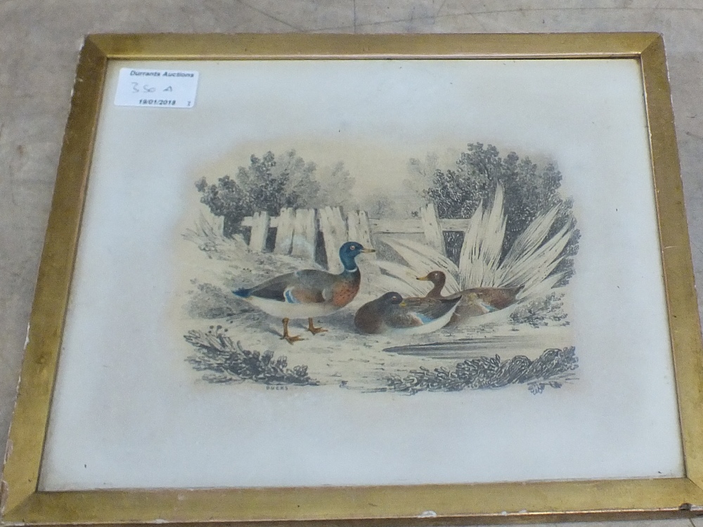 Three gilt framed pencil and watercolours titled 'Cock and Hens', 'Pheasants' and 'Ducks',