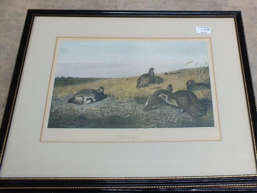 Four framed Archibald Thorburn coloured prints of game birds