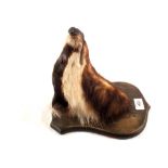 A stuffed and mounted badgers head