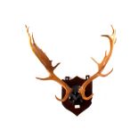 A pair of mounted stags horns