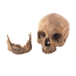 A human skull of considerable age with both mandibles