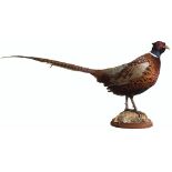 A taxidermy of a cock pheasant mounted on a plinth