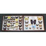 A collection of world butterflies and moths by Major H.L.