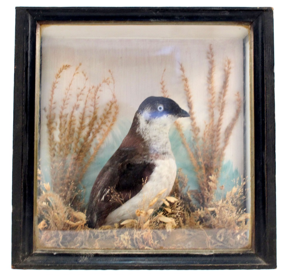 A taxidermy cased and mounted bird in naturalistic setting,