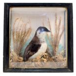 A taxidermy cased and mounted bird in naturalistic setting,