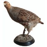 A taxidermy English partridge mounted on a plinth