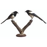 A taxidermy of two magpies mounted on V shaped branch