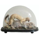 A taxidermy scene of a rabbit being preyed on by a stoat,