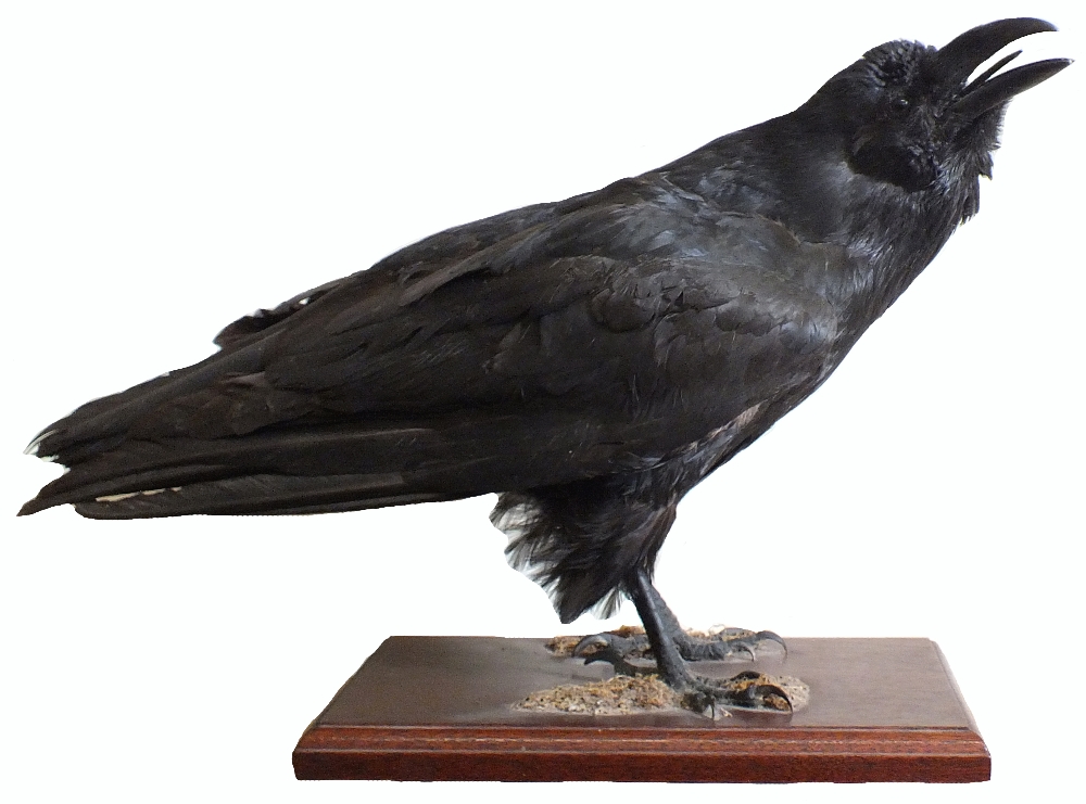 A taxidermy raven mounted on a wooden plinth