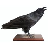 A taxidermy raven mounted on a wooden plinth