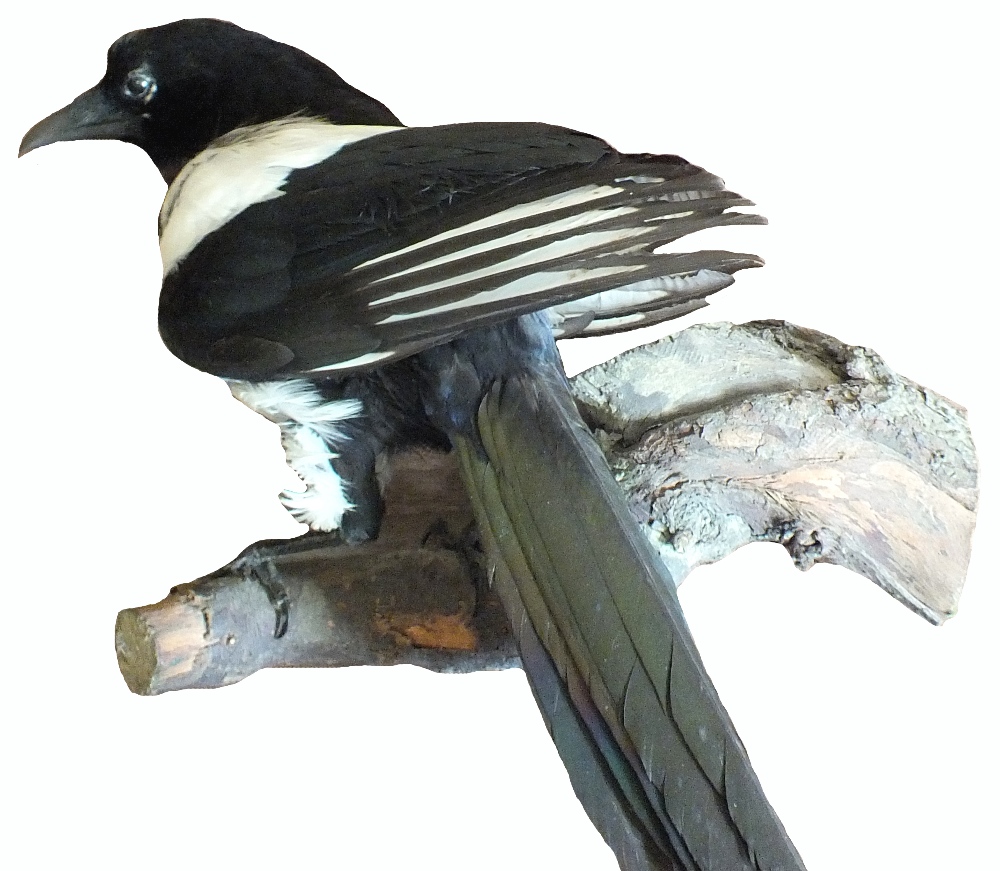 A taxidermy magpie standing on a tree branch