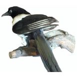 A taxidermy magpie standing on a tree branch