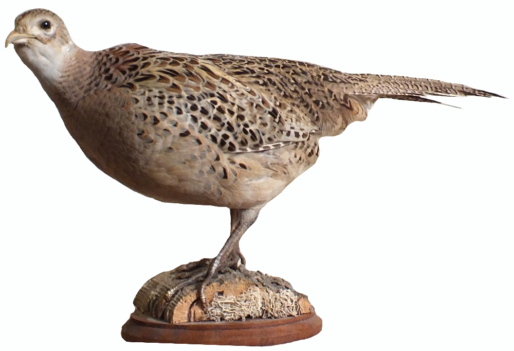 A taxidermy of a hen pheasant mounted on a plinth