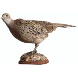 A taxidermy of a hen pheasant mounted on a plinth